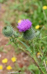 Oset ,polne kwiaty © Iwona