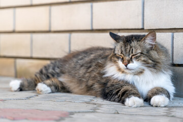 Fluffy three-colored male cat lying on street.