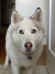 Husky Samoyed dog