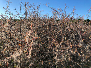 Procession caterpillar nest webs closeup covering a tree in English countryside