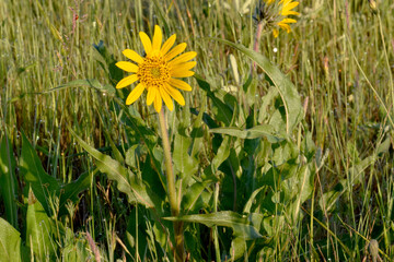 Balsamroot Flower 01
