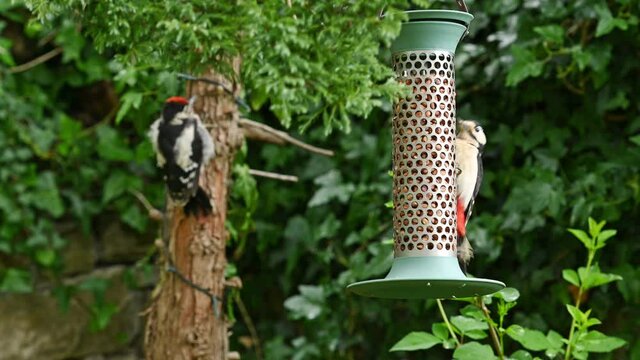 A Female Great Spotted Woodpecker feeding on peanuts from a garden bird feeder