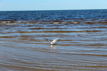 A lone gull swims in the waves of the Baltic Sea. Summer sunny day.