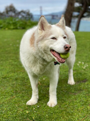 Husky Samoyed dog