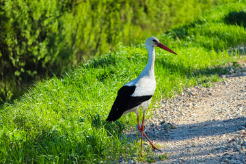 A beautiful stork stepped on the road in the forest. Stork close up