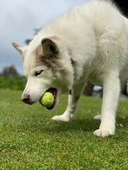 Fototapeta premium Husky Samoyed dog
