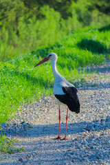 White stork