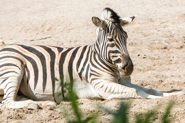 Fototapeta na wymiar Zebra (in german Zebra or Zebras) Hippotigris 