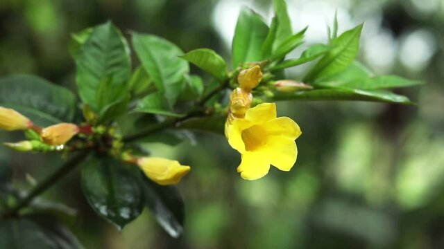 yellow colour flower With Tree