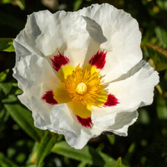 Beautiful white, red and yellow rock rose flower close up