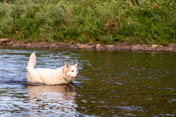 Husky Samoyed dog