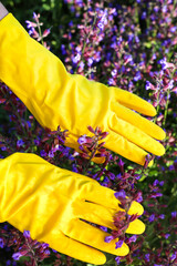 Yellow gloves touching sage flowers at the garden at summer.  Coronavirus concept.