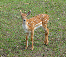 A white-tailed deer fawn with white spots standing and staring at the camera.