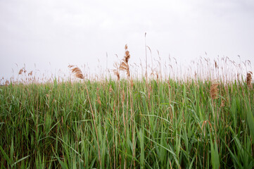 Green reed background. Outdoor scenery showing some green reed vegetation detail at a lake.