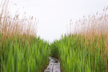 Bridge to the lake. Green reed background. Outdoor scenery showing some green reed vegetation detail at a lake.