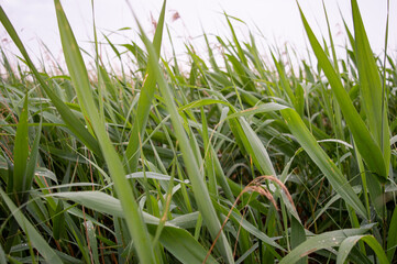 Green reed background. Outdoor scenery showing some green reed vegetation detail at a lake.