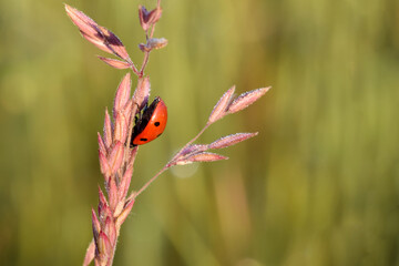 Ladybug Orange 01