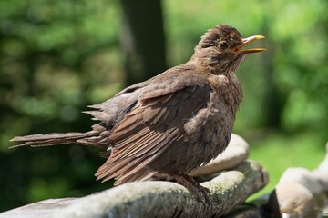 The female blackbird (Turdus merula) is suffering from heat. Moravia. Czechia. Europe.
