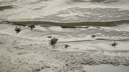 Ghost crabs (Ocypode kuhlii) are semiterrestrial crabs of the subfamily Ocypodinae. They are common shore crabs in tropical and subtropical regions throughout the world.