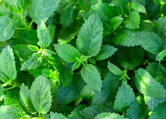 Fresh green mint leaves illuminated by sunlight. Plant background.