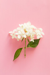 Flower of hydrangea оn pink background