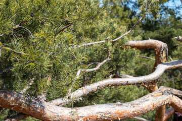 Spreading green branches of a pine tree