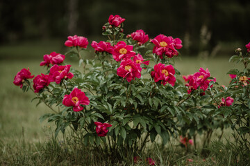 bunch of beautiful roses in the park. High quality photo
