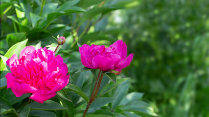Georgeous pink peony in a full bloom. CLose up.