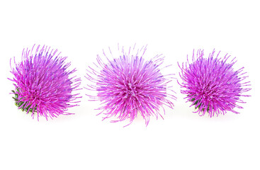 Three flowers of Milk Thistle plant isolated on a white background. Alternative medicine concept.