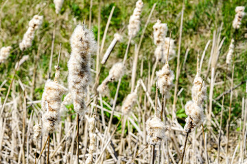 Ripe spike of Common Bulrush, releasing fluffy seeds against a green meadow