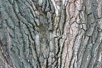 Beautiful shot of gray wood bark texture