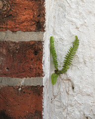 Green Leaf On Orange Brick Wall