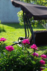 Empty Garden swing on the background of blooming peonies. A cozy place to relax.