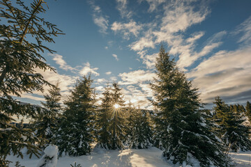 A tree covered in snow