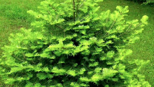 Young pine tree with fresh new leaves standing in meadow surrounded by greenery during spring day. 