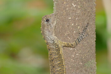 The Tamaquaré Amazon (Uranoscodon superciliosus or Tamaquaré amazônico) is a lizard of the Iguanidae family. It lives in Amazon rainforest. This wild animal was found near the Rio Negro river, Brasil