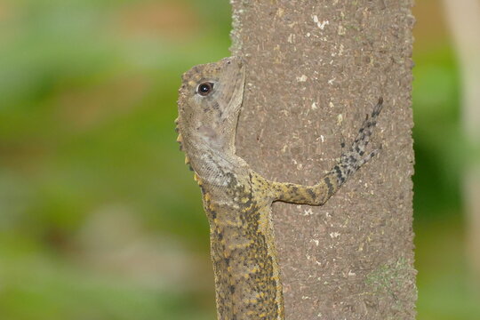 The Tamaquar&eacute; Amazon (Uranoscodon superciliosus or Tamaquar&eacute; amaz&ocirc;nico) is a lizard of the Iguanidae family. It lives in Amazon rainforest. This wild animal was found near the Rio Negro river, Brasil