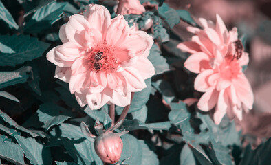 SRed flower. Flower in garden at sunny summer or spring day. Flower for postcard beauty decoration...