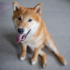 Shiba inu japanese dog puppy.