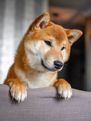 Shiba inu japanese dog puppy.