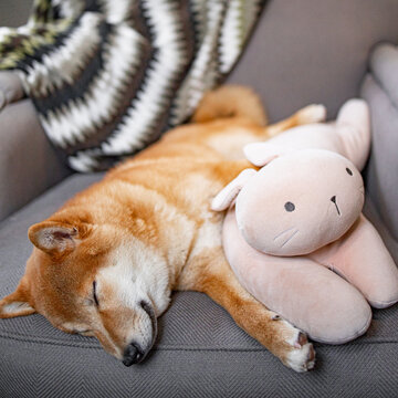 Shiba inu japanese dog puppy sleep with his lovely toy