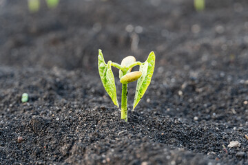 Green sprout growing from ground, new life concept