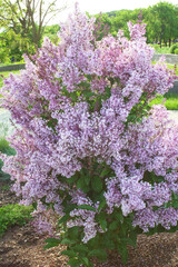 Obraz premium Purple flowers of ottawa lilac (syringa prestoniae)