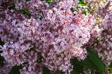 Fioletowe kwiaty lilaka ottawskiego (syringa prestoniae) © Monika