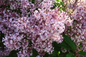Purple flowers of ottawa lilac (syringa prestoniae)