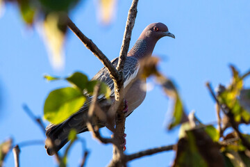 bird on a branch