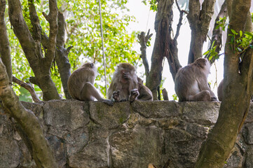 Monkeys on the stones wall in Malaysia, Kuala Lumpur. Animals in tropical part of world.