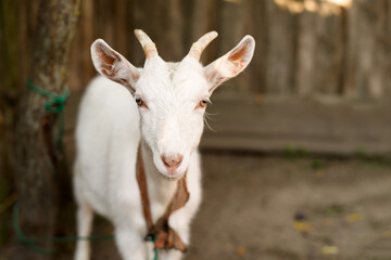 Young white goat in a rural yard resting under a tree in summer