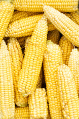 Fresh juicy sweet corn closeup