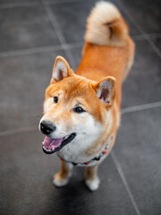 Shiba Inu cute smiling dog playing and having fun